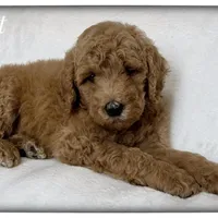 Violet, a female Labradoodle for sale in Mission, TX – 4 of 5