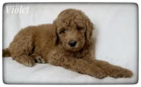 Violet, a female Labradoodle for sale in Mission, TX – Photo 4 of 5