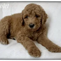 Violet, a female Labradoodle for sale in Mission, TX – 5 of 5
