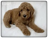 Violet, a female Labradoodle for sale in Mission, TX – Photo 5 of 5