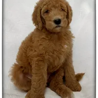 Buttercup, a female Labradoodle for sale in Mission, TX – 4 of 5