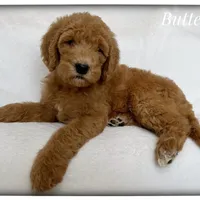 Buttercup, a female Labradoodle for sale in Mission, TX – 3 of 5