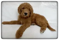 Buttercup, a female Labradoodle for sale in Mission, TX – Photo 3 of 5