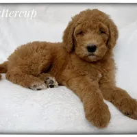 Buttercup, a female Labradoodle for sale in Mission, TX – 1 of 5