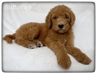 Buttercup, a female Labradoodle for sale in Mission, TX – Photo 1 of 5