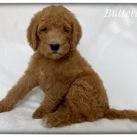 Buttercup, a female Labradoodle for sale in Mission, TX – 2 of 5