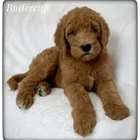 Buttercup, a female Labradoodle for sale in Mission, TX – 5 of 5
