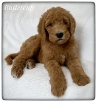 Buttercup, a female Labradoodle for sale in Mission, TX – Photo 5 of 5