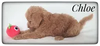 Chloe, a female Labradoodle for sale in Mission, TX – Photo 3 of 5