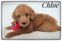 Chloe, a female Labradoodle for sale in Mission, TX – Photo 5 of 5