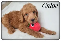 Chloe, a female Labradoodle for sale in Mission, TX – Photo 1 of 5
