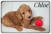 Chloe, a female Labradoodle for sale in Mission, TX – Photo 2 of 5
