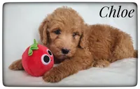 Chloe, a female Labradoodle for sale in Mission, TX – Photo 4 of 5