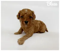 Blaze, a male Cavapoo for sale in Mission, TX – 3 of 5