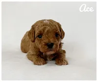Ace, a male Cavapoo for sale in Mission, TX – 3 of 5