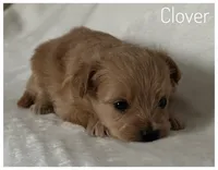 Clover, a female Pomapoo for sale in Mission, TX – Photo 3 of 5