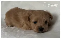 Clover, a female Pomapoo for sale in Mission, TX – Photo 4 of 5