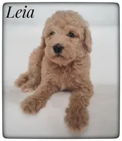 Leia, a female Labradoodle for sale in Mission, TX – Photo 6 of 6