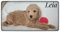 Leia, a female Labradoodle for sale in Mission, TX – Photo 5 of 6