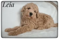 Leia, a female Labradoodle for sale in Mission, TX – Photo 2 of 6