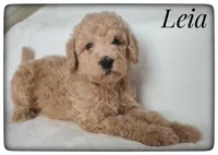 Leia, a female Labradoodle for sale in Mission, TX – Photo 4 of 6