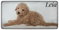 Leia, a female Labradoodle for sale in Mission, TX – Photo 1 of 6