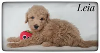 Leia, a female Labradoodle for sale in Mission, TX – Photo 3 of 6