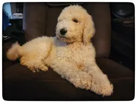 Austin Jr., a male Labradoodle for sale in Mission, TX – Photo 2 of 5