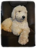 Austin Jr., a male Labradoodle for sale in Mission, TX – Photo 1 of 5
