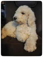 Austin Jr., a male Labradoodle for sale in Mission, TX – Photo 3 of 5