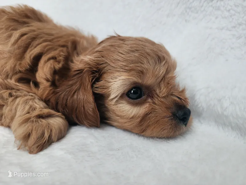 Mars – Cavapoo puppy for sale in Mission, TX