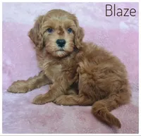 Blaze, a male Cavapoo for sale in Mission, TX – Photo 5 of 8