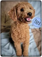 Blaze, a male Cavapoo for sale in Mission, TX – Photo 8 of 8