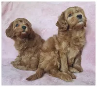 Blaze, a male Cavapoo for sale in Mission, TX – Photo 6 of 8