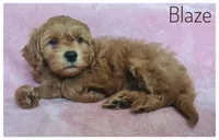 Blaze, a male Cavapoo for sale in Mission, TX – Photo 4 of 8