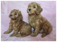 Blaze, a male Cavapoo for sale in Mission, TX – Photo 1 of 8