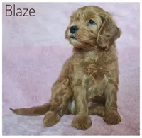 Blaze, a male Cavapoo for sale in Mission, TX – Photo 2 of 8