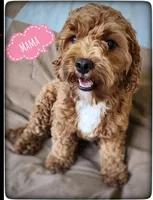 Blaze, a male Cavapoo for sale in Mission, TX – Photo 7 of 8
