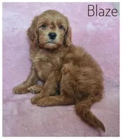 Blaze, a male Cavapoo for sale in Mission, TX – Photo 3 of 8