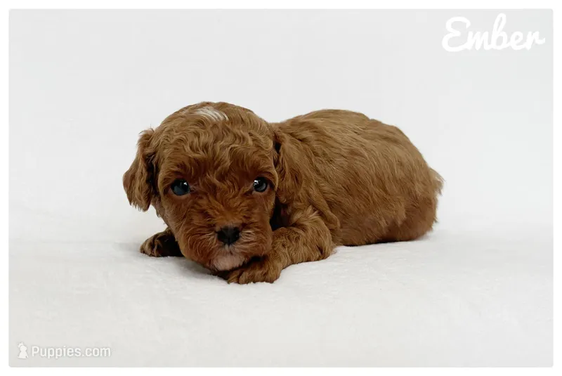 Ember – Cavapoo puppy for sale in Mission, TX