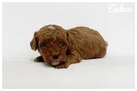 Ember, a male Cavapoo for sale in Mission, TX – 1 of 5
