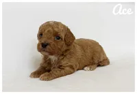 Ace, a male Cavapoo for sale in Mission, TX – 2 of 5
