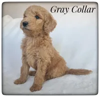 Gray Collar, a male Labradoodle for sale in Mission, TX – Photo 2 of 9