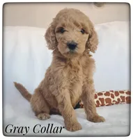 Gray Collar, a male Labradoodle for sale in Mission, TX – Photo 3 of 9