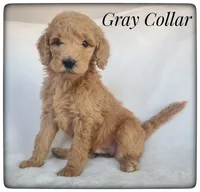Gray Collar, a male Labradoodle for sale in Mission, TX – Photo 5 of 9