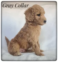 Gray Collar, a male Labradoodle for sale in Mission, TX – Photo 6 of 9