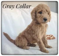 Gray Collar, a male Labradoodle for sale in Mission, TX – Photo 7 of 9