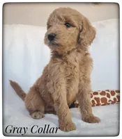 Gray Collar, a male Labradoodle for sale in Mission, TX – Photo 4 of 9