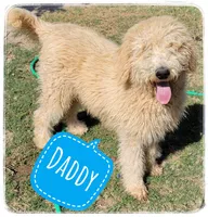 Gray Collar, a male Labradoodle for sale in Mission, TX – Photo 8 of 9