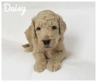 Daisy, a female Labradoodle for sale in Mission, TX – 4 of 5